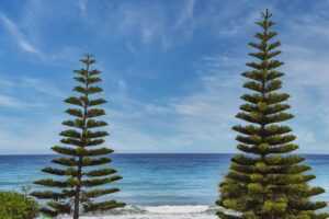 mygardenandpatio robert