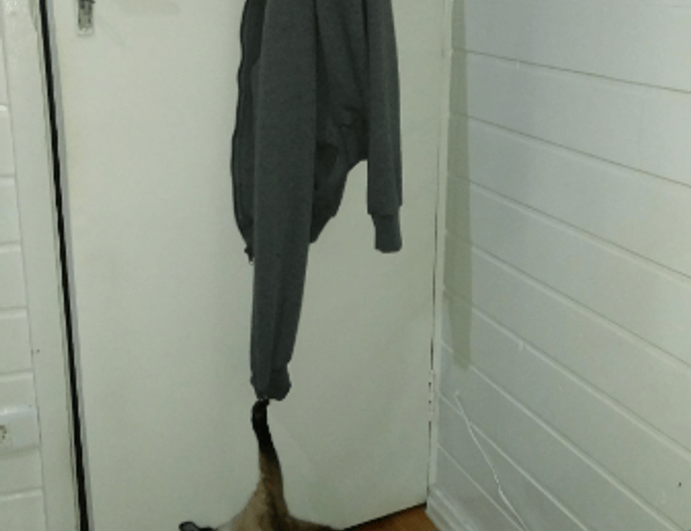 what should i serve with renkooki