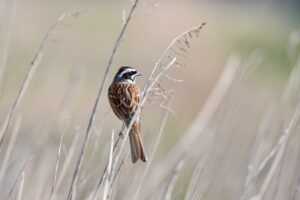 why felmusgano is important in culture